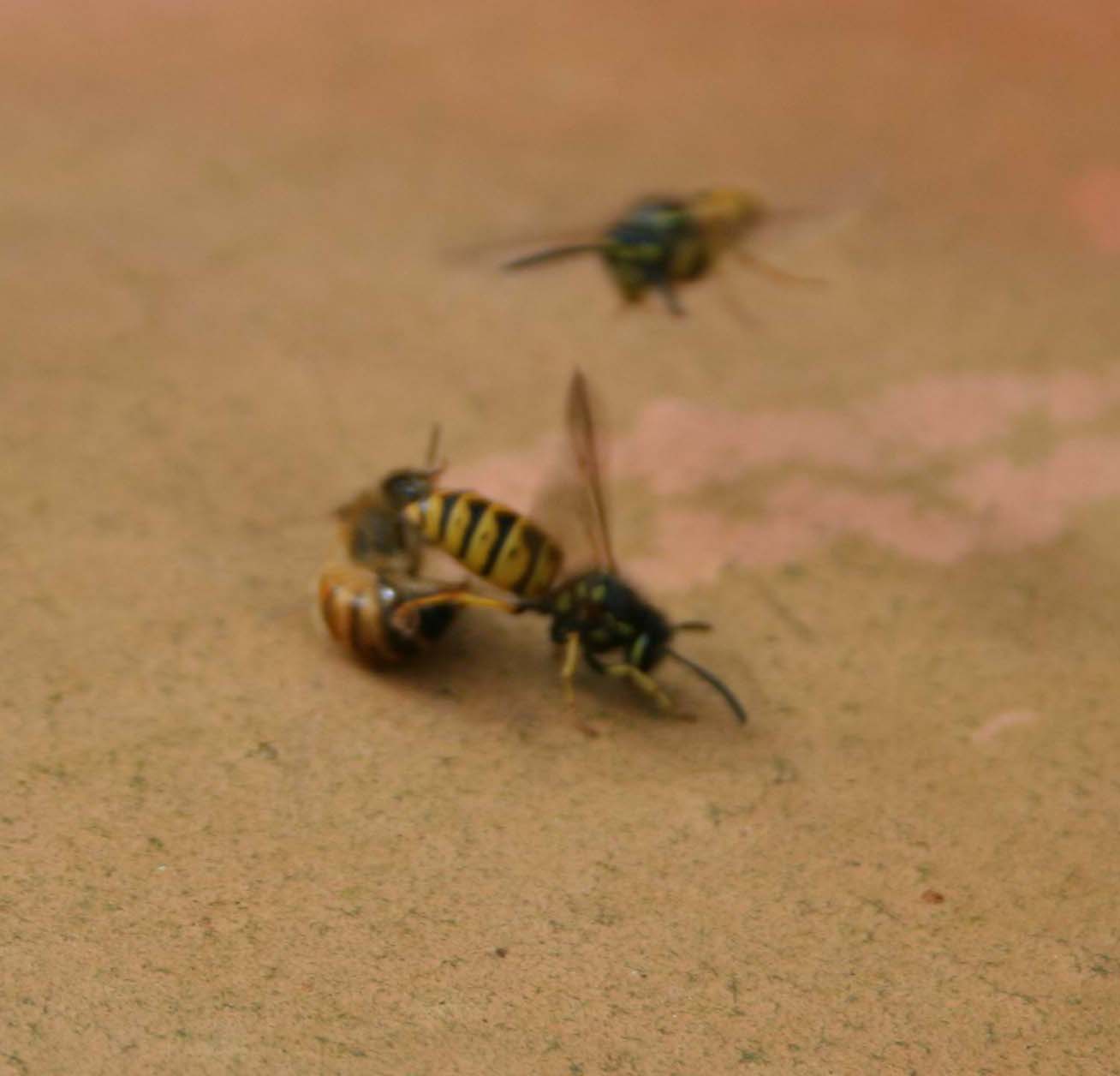 wasps-attacking-bees 016a_0.jpg